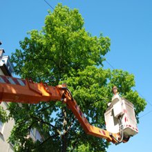 Tino’s Tree Service