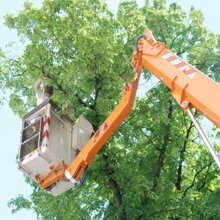 Tino’s Tree Service